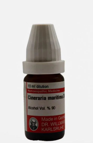 Cineraria Maritima