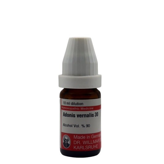 Adonis Vernalis